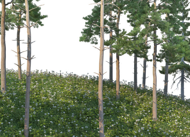 在白色背景上3D渲染针叶林花园图片下载