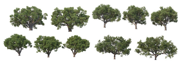 三维渲染树在白色背景图片下载