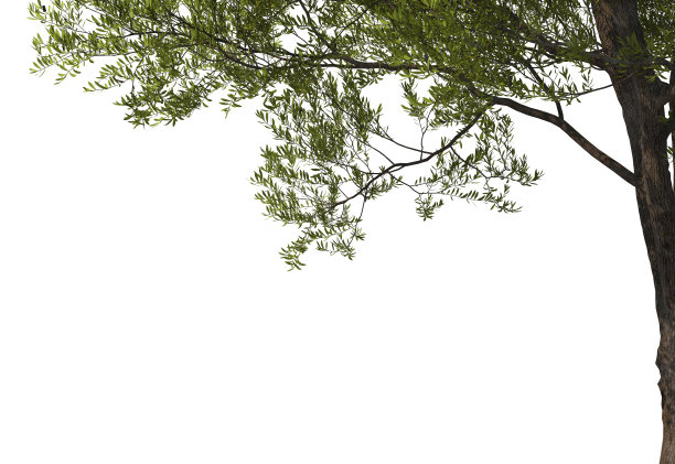 在白色背景上3d渲染前景分支图片下载