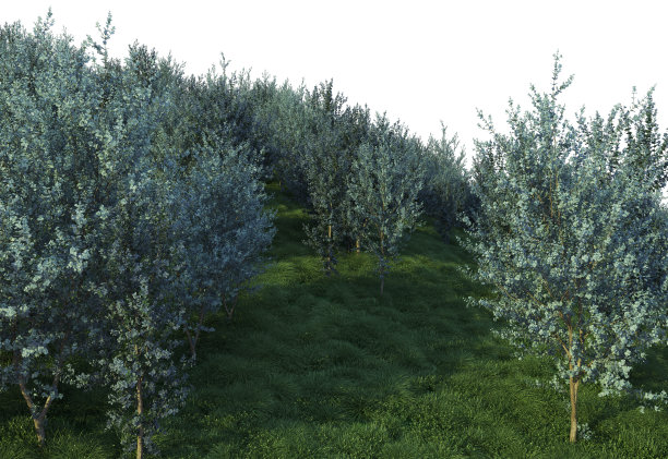 3D渲染森林在白色背景图片下载