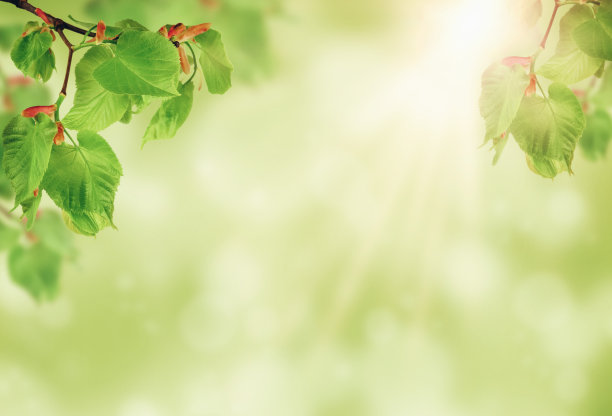 春天在花园里。阳光透过绿叶照射进来。早....花园里的日出。图片下载