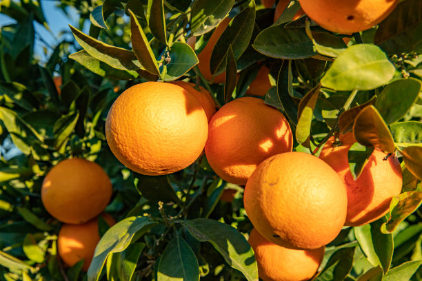 阳光灿烂的日子里，有一棵橘子树图片下载