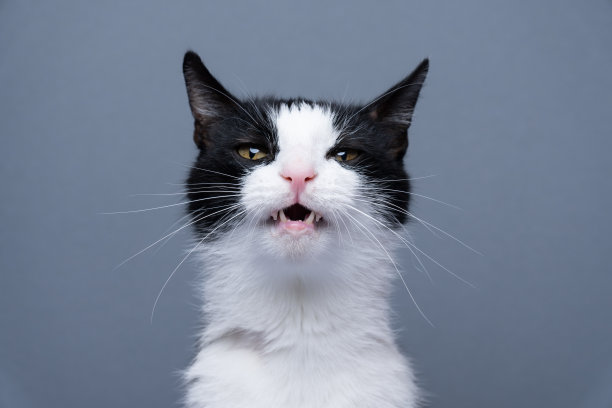 燕尾服猫在灰色背景上做滑稽的脸肖像图片下载