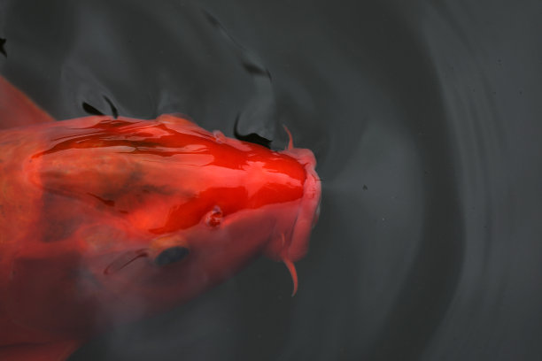 锦鲤在池塘里游泳图片下载