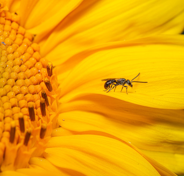向日葵上的白脚犁沟蜂图片下载