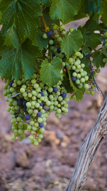 门多萨葡萄图片下载