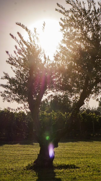 橄榄树图片下载
