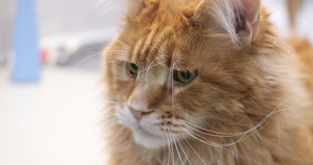 一只红色缅因猫严肃的表情。一只美丽的缅因猫仔细地看着一边。特写肖像。这是一只美丽庄严的缅因猫的嘴部。图片下载