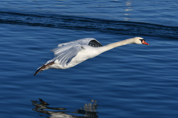沉默的天鹅在飞行，它减速到水面降落图片下载