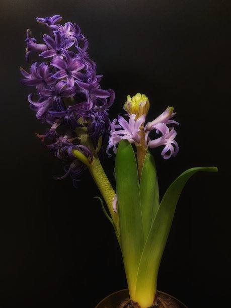 背景上的花和叶子。图片下载