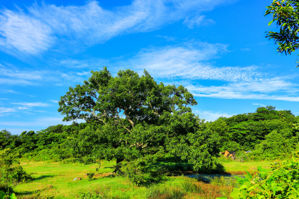 济州岛的乡村景观图片下载