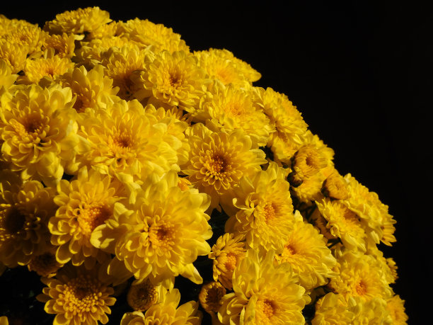 黄色的菊花，有着美丽的花束。特写镜头。婚礼或生日贺卡。菊科或菊科的秋天花。黑色背景。图片下载