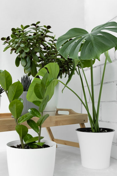 各种室内植物集合： Haworthia、Crassula ovata、zamiokulkas 和 monstera deliciosa，浅色背景上的白色花盆，家庭园艺概念图片下载