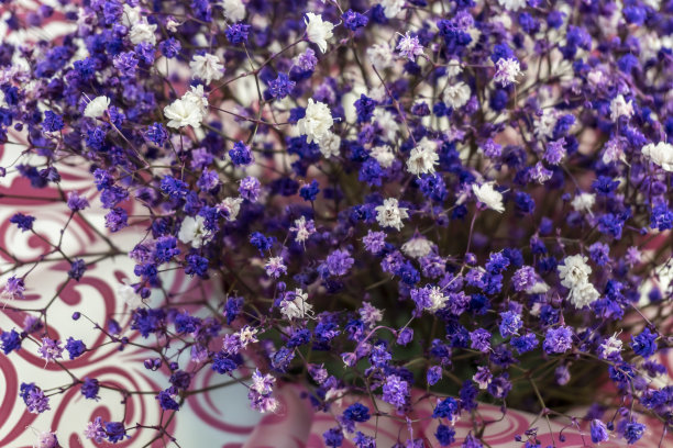 蓝色，丁香和白色的吉卜草花图片下载