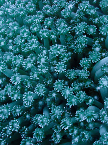 蓝色软珊瑚的微距照片图片下载