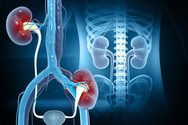 肾移植手术。三维演示图片下载