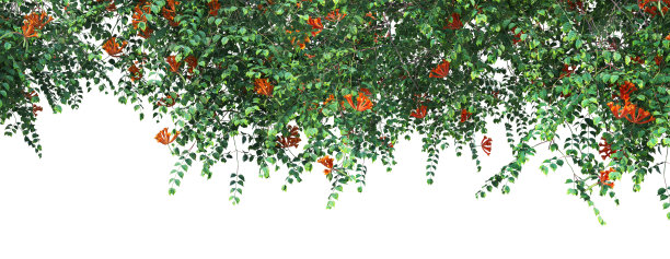 三维渲染常春藤的白色背景图片下载