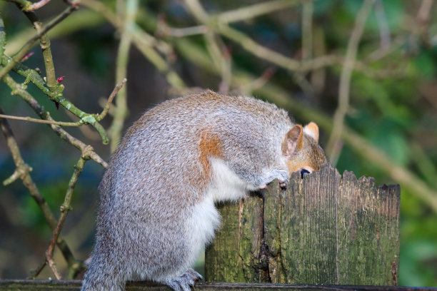 一场大雪后，森林里的野生灰松鼠图片下载