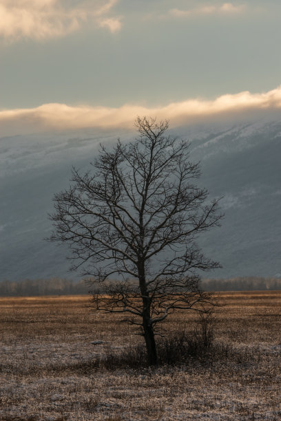 冬天喀斯特地区的一棵孤独的白杨树，背景是一座山图片下载