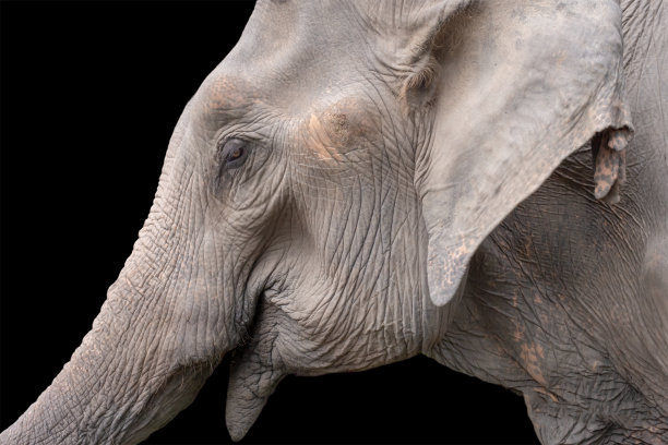 孤立的大象脸在黑色背景图片下载
