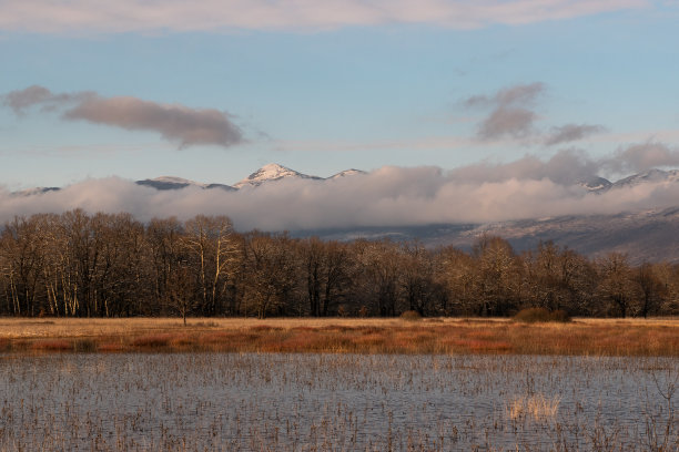 一片被水淹没的喀斯特地貌上的杨树和橡树混交林，背景是一座山图片下载