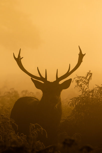 伦敦忙碌公园黎明时分的红鹿剪影图片下载