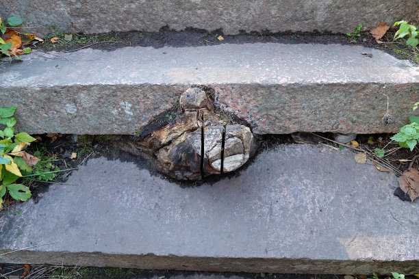 通过花岗岩楼梯生长的砍断树根的近距离视图，Vallisaari，赫尔辛基双年展2021图片下载