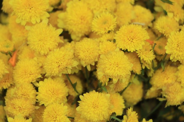 美丽的黄色菊花作为背景图片。菊花墙纸，菊花秋。图片下载