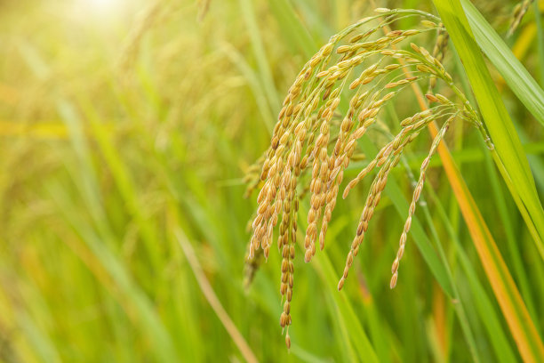 茉莉花稻田里，密密麻麻的黄米种子成熟了，叶子绿了图片下载
