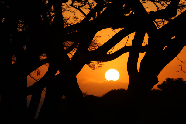 火焰树的剪影日落期间在毛里求斯西部，印度洋，非洲图片下载