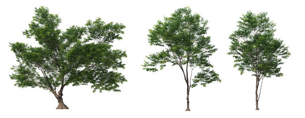 三维渲染树与花在白色背景图片下载