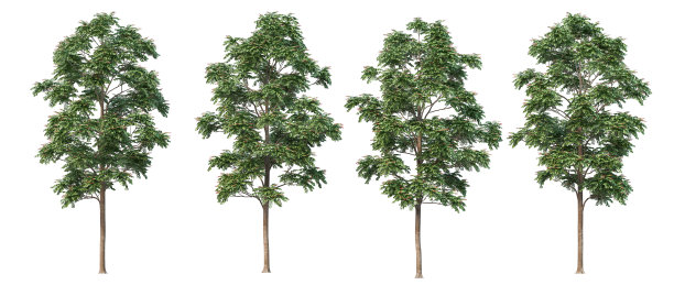 三维渲染树与花在白色背景图片下载