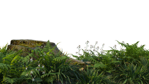 三维渲染花园与树桩和植物在白色背景图片下载