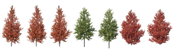 三维渲染树与花在白色背景图片下载