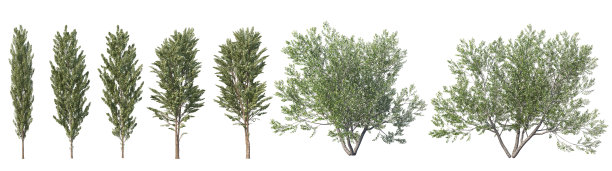 三维渲染树与花在白色背景图片下载