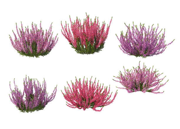 3D在白色背景上渲染了许多草木。图片下载