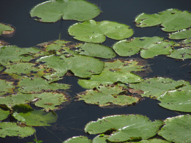 叶子浮在水面上图片下载