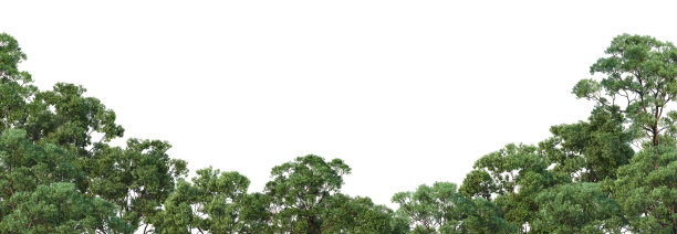3D渲染森林在白色背景图片下载