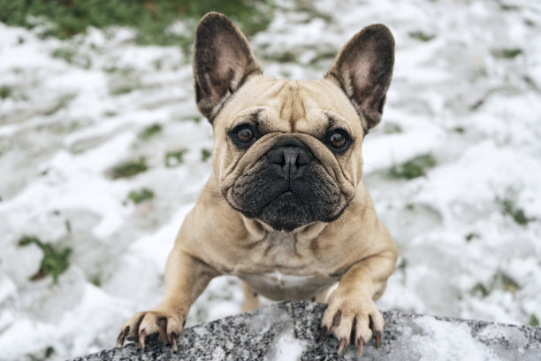 四条腿的朋友驯养动物一只顽皮的宠物法国斗牛犬在有雪的草地上玩耍图片下载