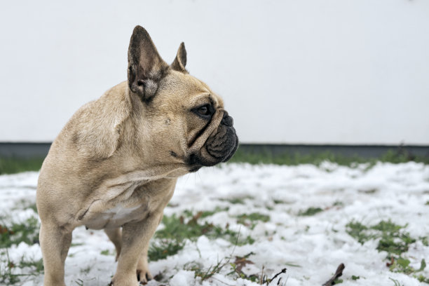 四条腿的朋友驯养动物一只顽皮的宠物法国斗牛犬在有雪的草地上玩耍图片下载