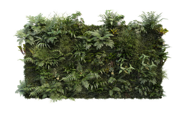 3D渲染热带植物墙的白色背景图片下载