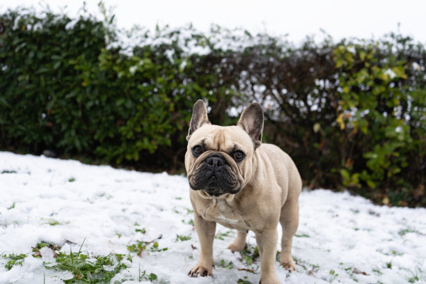 四条腿的朋友驯养动物一只顽皮的宠物法国斗牛犬在有雪的草地上玩耍图片下载