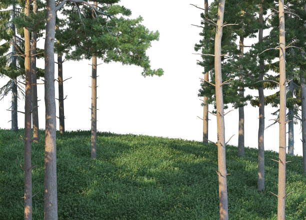 三维渲染松林在白色背景图片下载