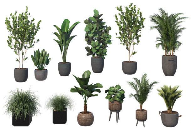 3D渲染盆栽植物的家庭装饰在白色背景图片下载