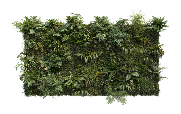 3D渲染热带植物墙的白色背景图片下载
