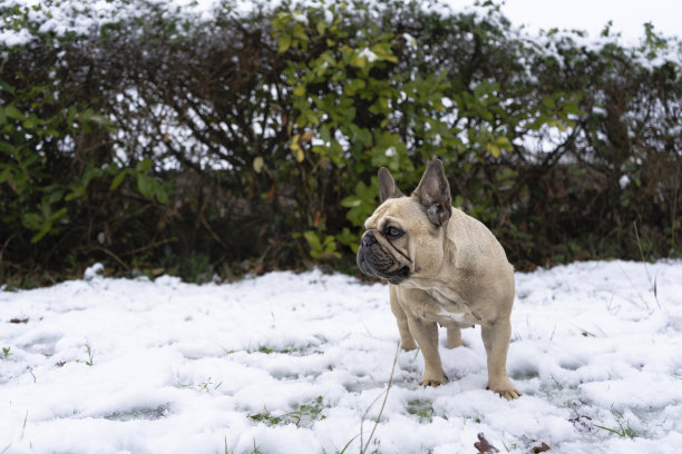四条腿的朋友驯养动物一只顽皮的宠物法国斗牛犬在有雪的草地上玩耍图片下载