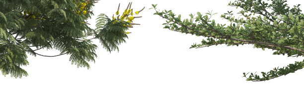 在白色背景上3d渲染前景分支图片下载