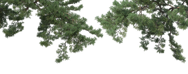 在白色背景上3d渲染前景分支图片下载