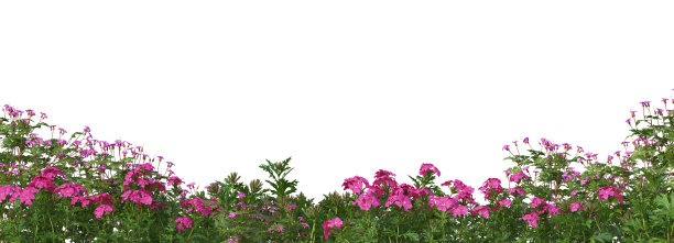 在白色背景上渲染灌木和花朵图片下载