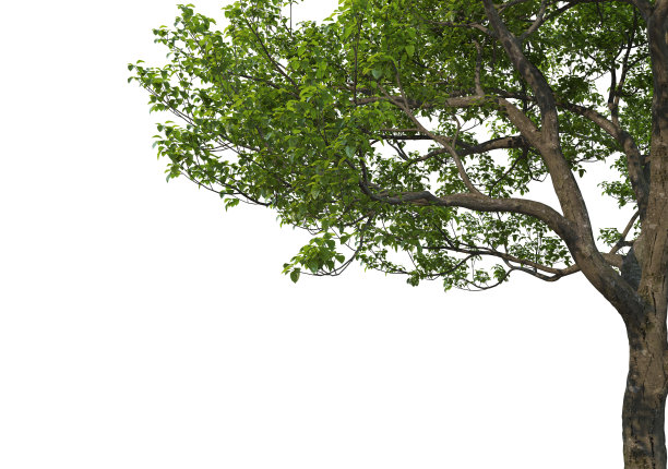 在白色背景上3d渲染前景分支图片下载